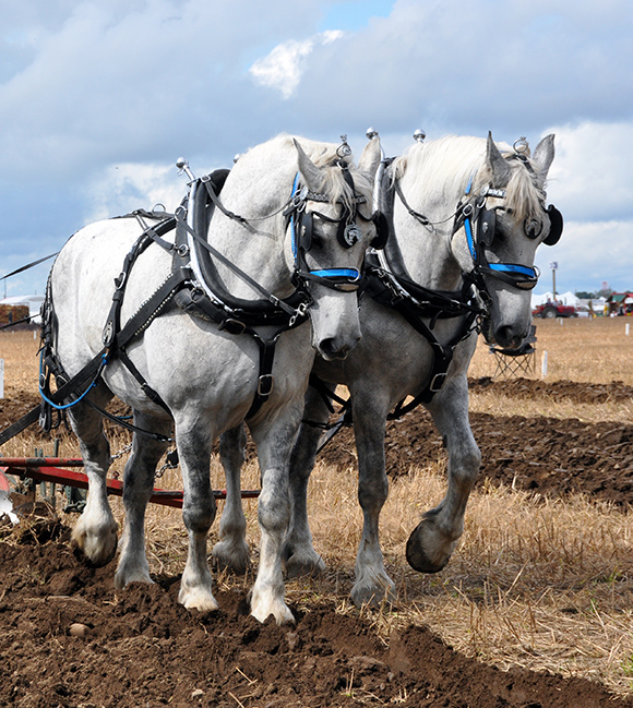 Cart Horse